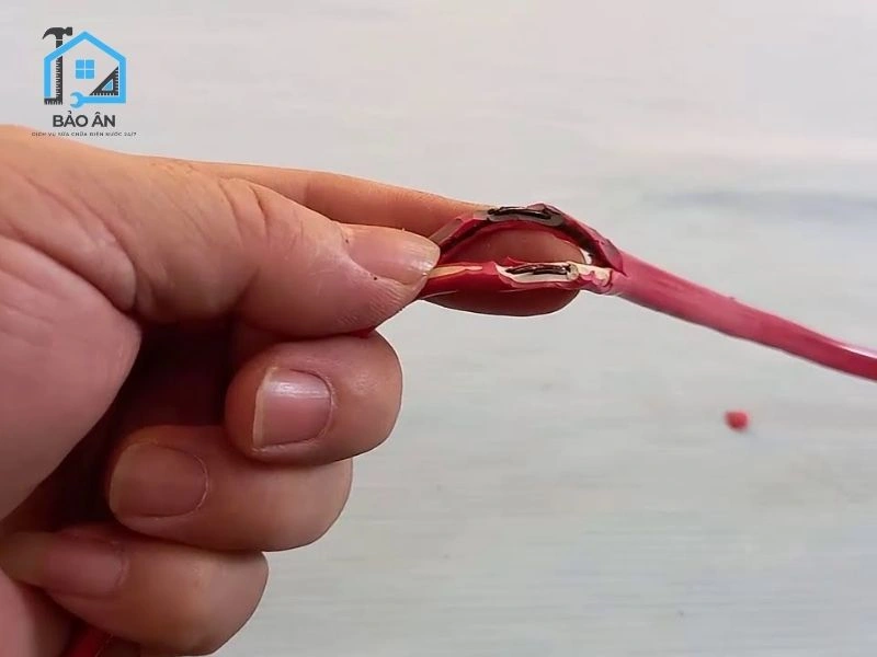 Đứt dây pha do chuột cắn