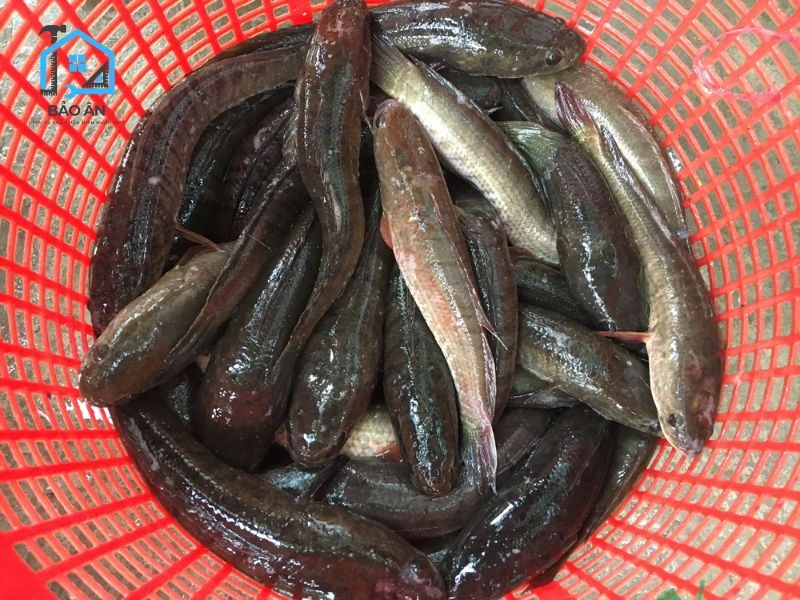 Đổ cá lóc vào đường ống đang bị tắc
